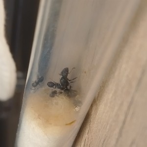 Camponotus lasiselene, [Blog] les fondation de Gigi