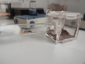 [Blog] Colonie cannibale Camponotus fedtschenkoi de Lunderteckel, img_20250801_190612_19720.jpg