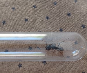 [Camponotus vagus] Identification ouvrière, 20250809_170140.jpg
