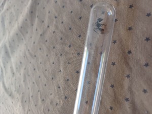 [Camponotus vagus] Identification ouvrière, 20250809_170120.jpg