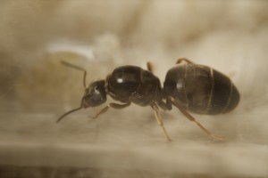 Identification gyne, Lasius ?, DSC_4624.jpeg