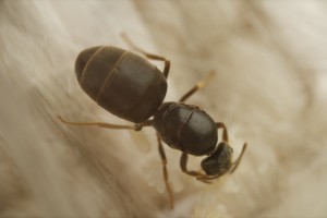 Identification gyne, Lasius ?, DSC_4640.jpeg