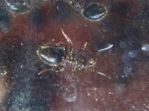 [Blog] Meranoplus bicolor de Lorette, IMG_0667.jpeg