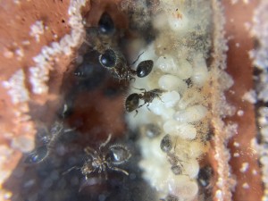 [Blog] Meranoplus bicolor de Lorette, IMG_0644.jpeg