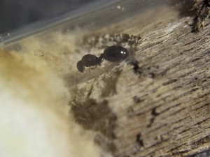 Zoom, Suivi de mes colonies