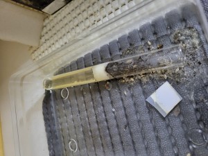 On peut voir que c'est noir d'ouvrières, Suivi de mes colonies