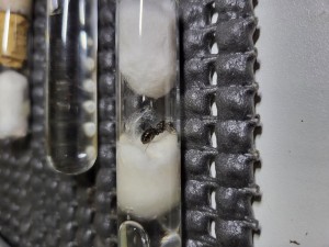 La jolie reine noire luisante de Formica, Suivi de mes colonies