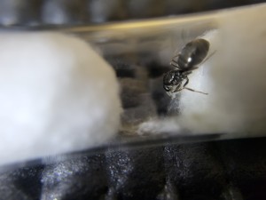 Elle se met devant pour cacher les oeufs la vilaine !, Suivi de mes colonies