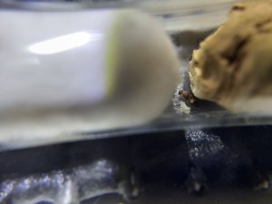 Photo 1, Suivi de mes colonies