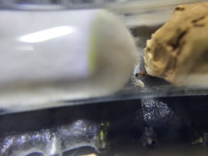 Photo 2, Suivi de mes colonies