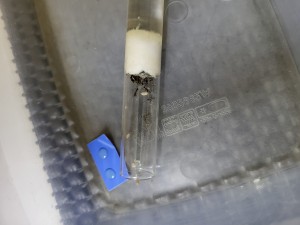 Photo du setup, Suivi de mes colonies