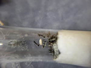 Zoom, Suivi de mes colonies