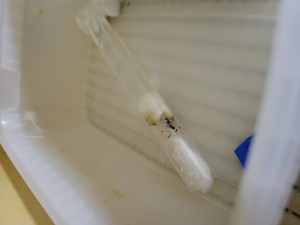 Fondation 1 Tetramorium, Suivi de mes colonies