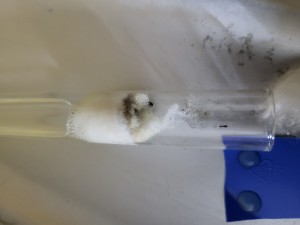 Fondation 2 Tetramorium, on peut voir l'abdomen de la gyne dépasser en haut à droite, Suivi de mes colonies