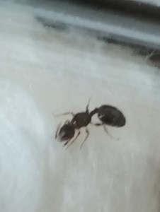 Demande d'identification., 1000126604.jpg