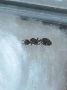 Demande d'identification., 1000126602.jpg