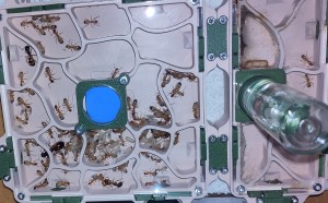 [BLOG] Camponotus sanctus de Bouboulou, IMG_20250815_194113.jpg