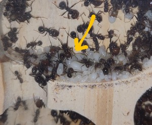 [BLOG] Messor barbarus de Bouboulou, IMG_20250817_113721~2.jpg