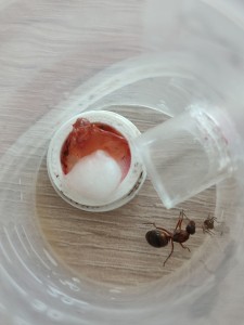 [Blog] Ma 1ère Formica: Formica rufibarbis de Lunderteckel, IMG_20250817_172823.jpg