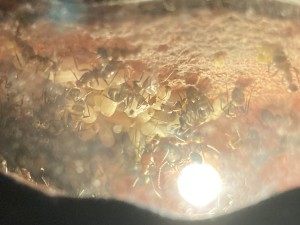 [Blog] Camponotus nicobarensis de élec, IMG_3191.jpeg
