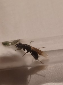 Identification gyne (Drôme), 20250819_173316.jpg