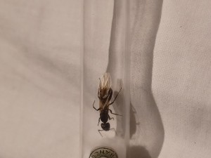 Identification gyne (Drôme), 20250819_173229.jpg