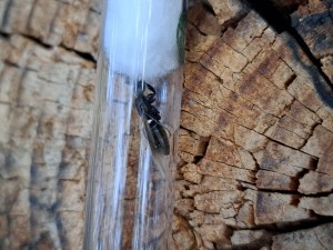 Identification gyne (Drôme), 20250819_201022.jpg