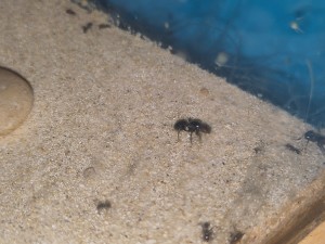 [BLOG] Messor barbarus de Bouboulou, IMG_20250821_183151.jpg