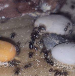 [BLOG] Messor barbarus de Bouboulou, IMG_20250818_194842.jpg