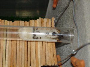 Mon petit projet, DSC02707.JPG