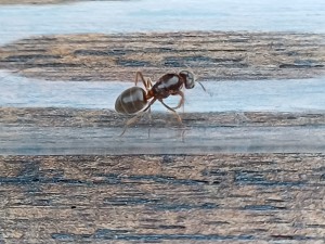 Gyne - Bruxelles - 25/08/2025, WhatsApp Image 2025-08-25 at 20.42.32 (2).jpeg