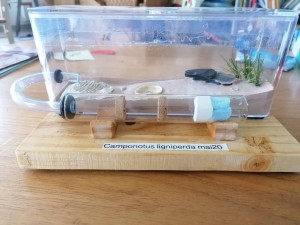 J'ai une furieuse envie de bricolage, mais..., Nid de fondation pour Grosse Camponotus. #camponotusligniperdus #camponotusligniperda #antnest.jpg