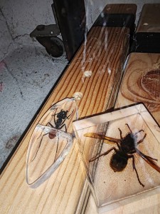 Camponotus gigas sondant l'espace, IMG_20250827_043901.jpg