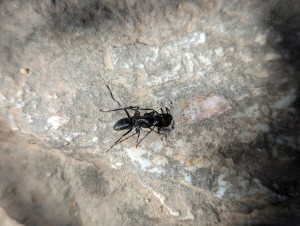 Camponotus vagus, Observation fourmis (et autre) Drôme