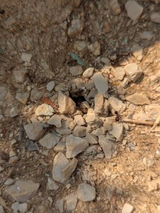 Messor quelquechose ?, Observation fourmis (et autre) Drôme