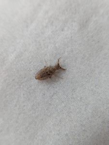 Fourmilion larve, Observation fourmis (et autre) Drôme