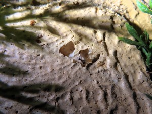 Un peu plus loin aussi elles ont rongé le <br />polystyrène où l'on aperçoit une<br /> ouvrière qui se planque dans un trou., 