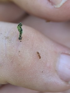 Exploratrice 2, Vol nuptial dans mon jardin