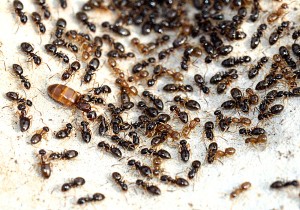 Plagiolepis xene., Vol nuptial dans mon jardin