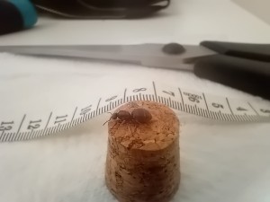 Identification gyne, probablement une lasius., 20250902_125321.jpg