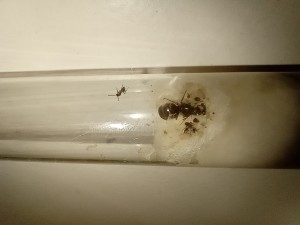 Identification gyne, probablement une lasius., 20250902_120937.jpg