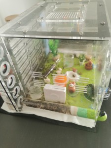 [Blog] Camponotus nicobarensis n°2 de Marie Aromat, IMG_20250906_131915.jpg