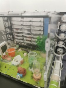 [Blog] Camponotus nicobarensis n°2 de Marie Aromat, IMG_20250906_131924.jpg