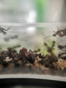 [Blog] Camponotus nicobarensis n°2 de Marie Aromat, IMG_20250906_131952.jpg