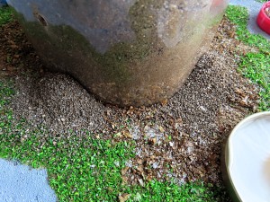 Photo n° 28b, Drôles d’antariums, mais bon !