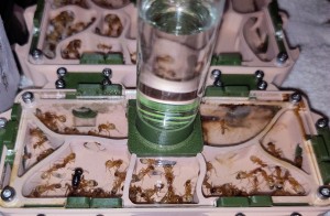 [BLOG] Camponotus sanctus de Bouboulou, IMG_20250906_175411~2.jpg