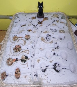 [BLOG] Messor barbarus de Bouboulou, IMG_20250906_175651.jpg
