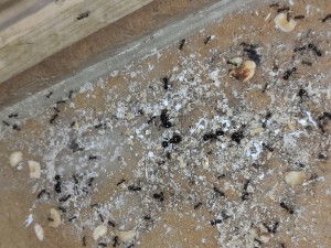 [BLOG] Messor barbarus de Bouboulou, IMG_20250906_175508.jpg