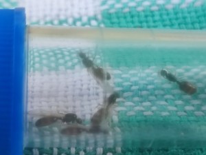 Gyne attrapée aujourd'hui !, IMG_20250907_144617.jpg