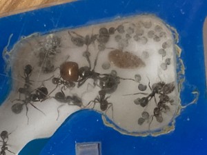[Q/R] Messor barbarus Marmoun, IMG_2859.jpeg